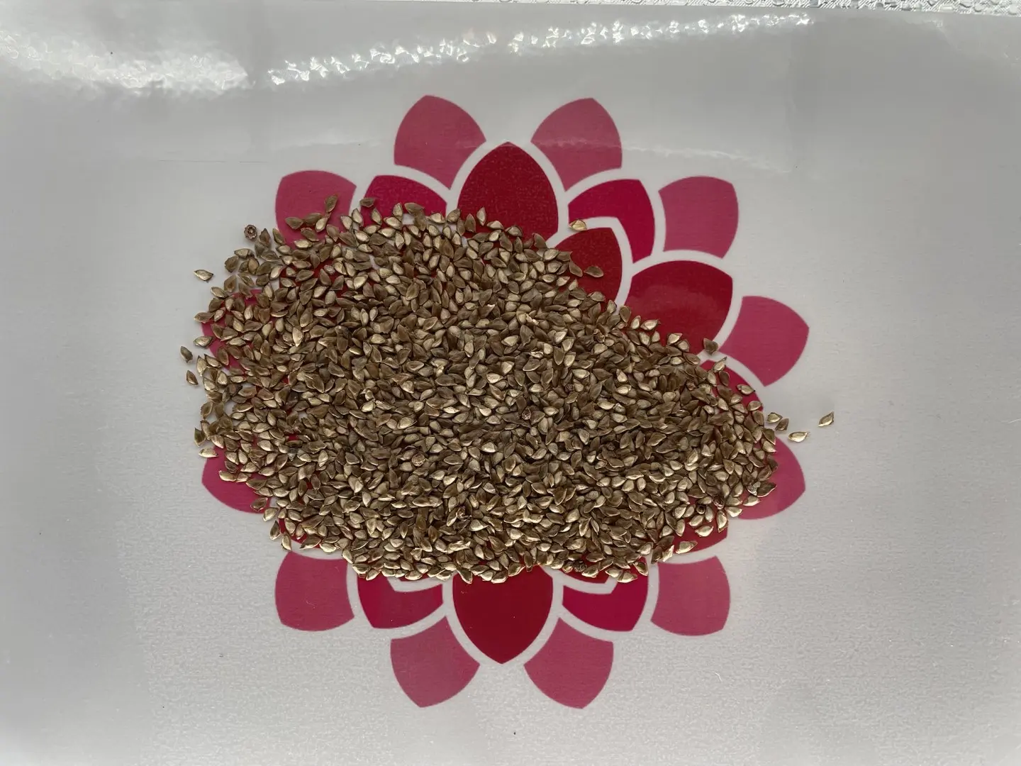 Dahurian Larch Seeds - Image 7