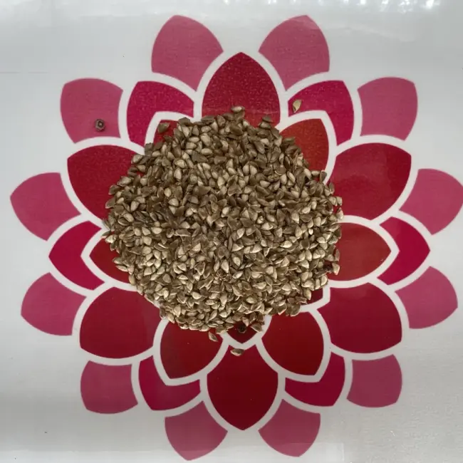 European Larch Seeds - Image 6
