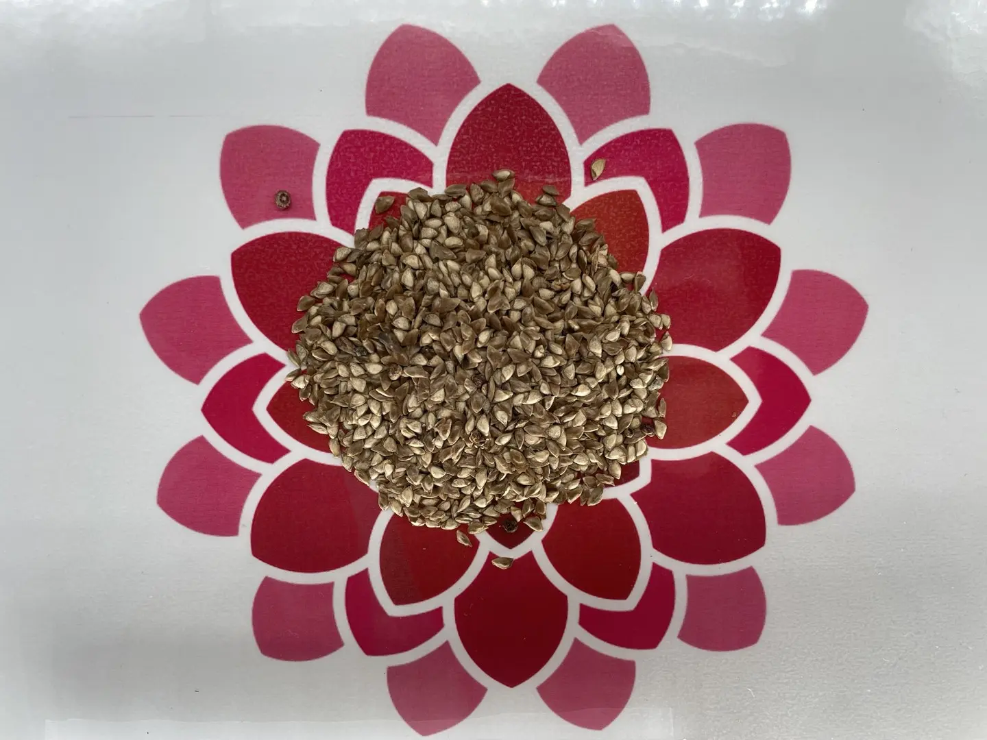 European Larch Seeds - Image 6