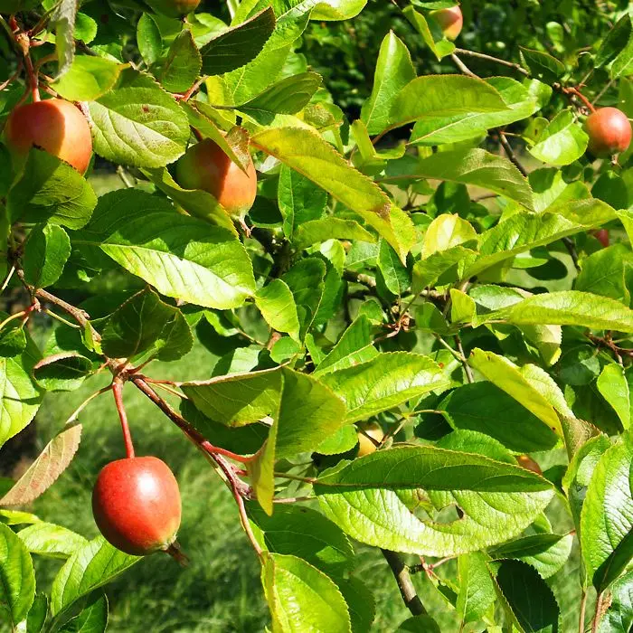 British Native Crab Apple 100/120cm (Bare root) - Image 8
