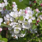 Malus sylvestris - Crab Apple Tree