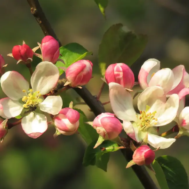 British Native Crab Apple 100/120cm (Bare root) - Image 6