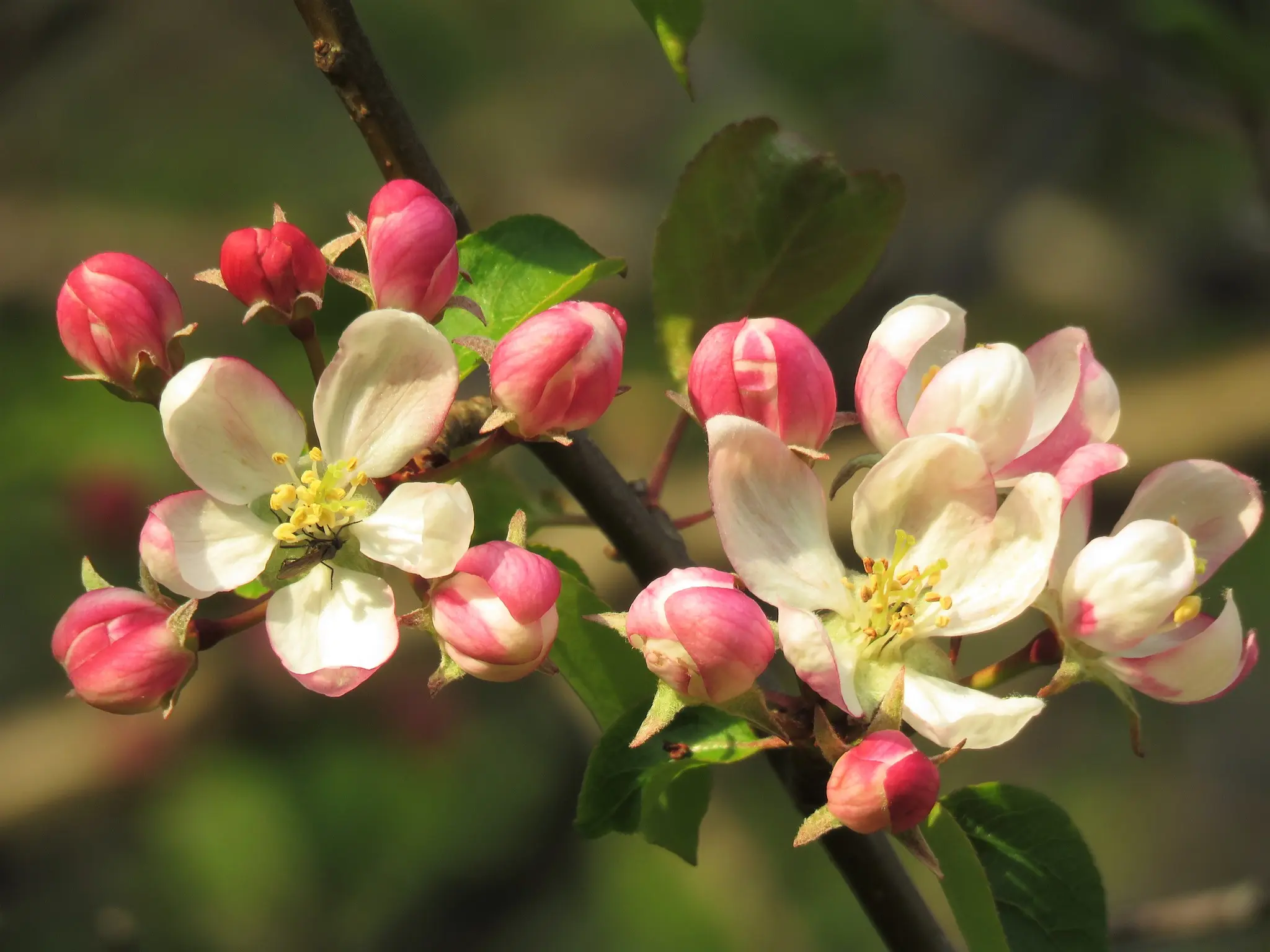 British Native Crab Apple 100/120cm (Bare root) - Image 6