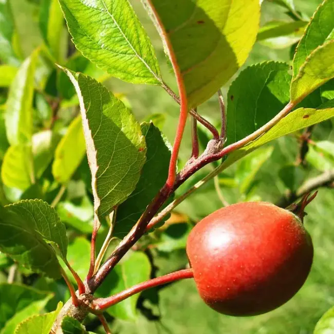 British Native Crab Apple 100/120cm (Bare root) - Image 7