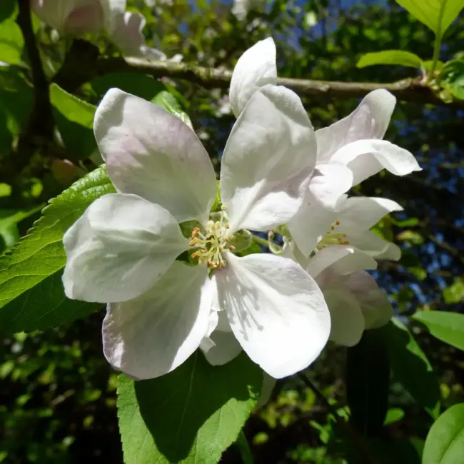British Native Crab Apple 100/120cm (Bare root) - Image 4