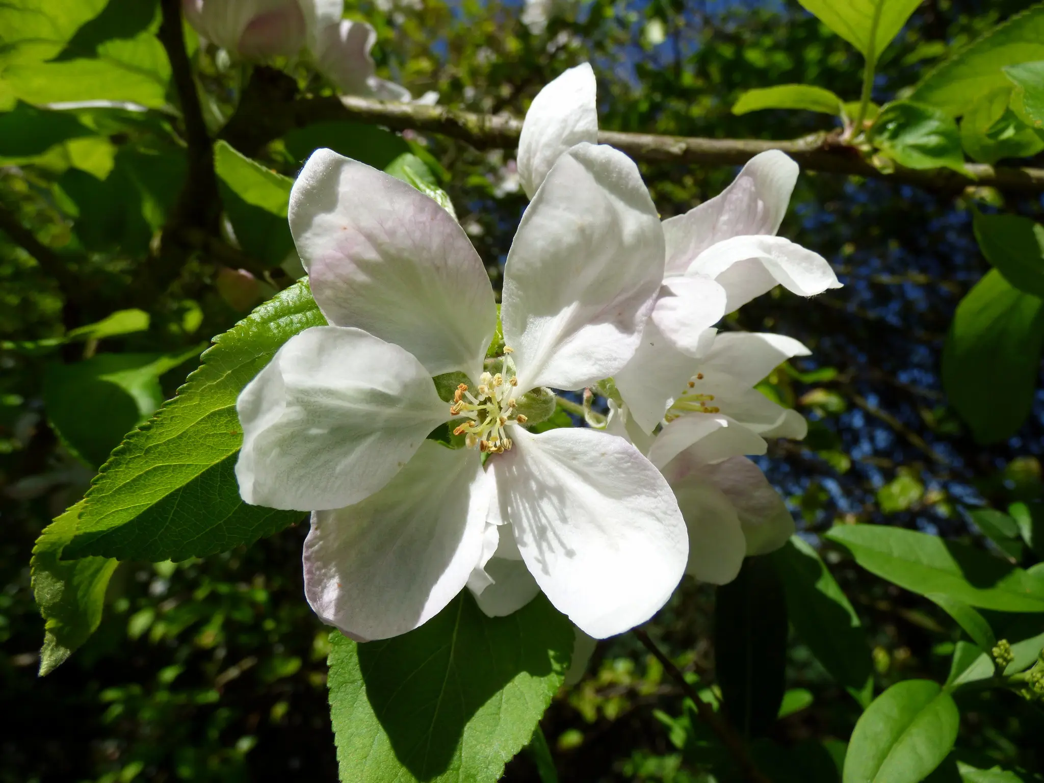 British Native Crab Apple 100/120cm (Bare root) - Image 4