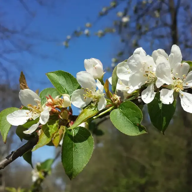 British Native Crab Apple 100/120cm (Bare root) - Image 5