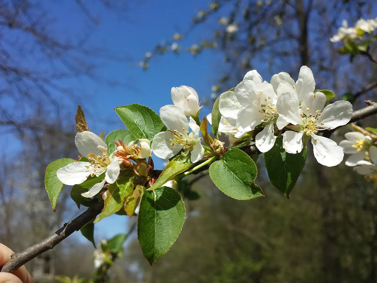 British Native Crab Apple 100/120cm (Bare root) - Image 5