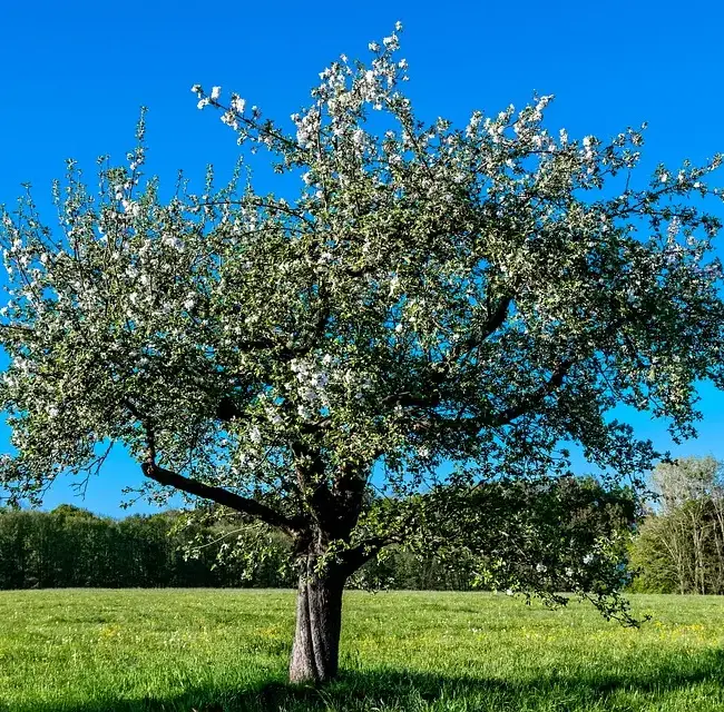 British Native Crab Apple 100/120cm (Bare root) - Image 2
