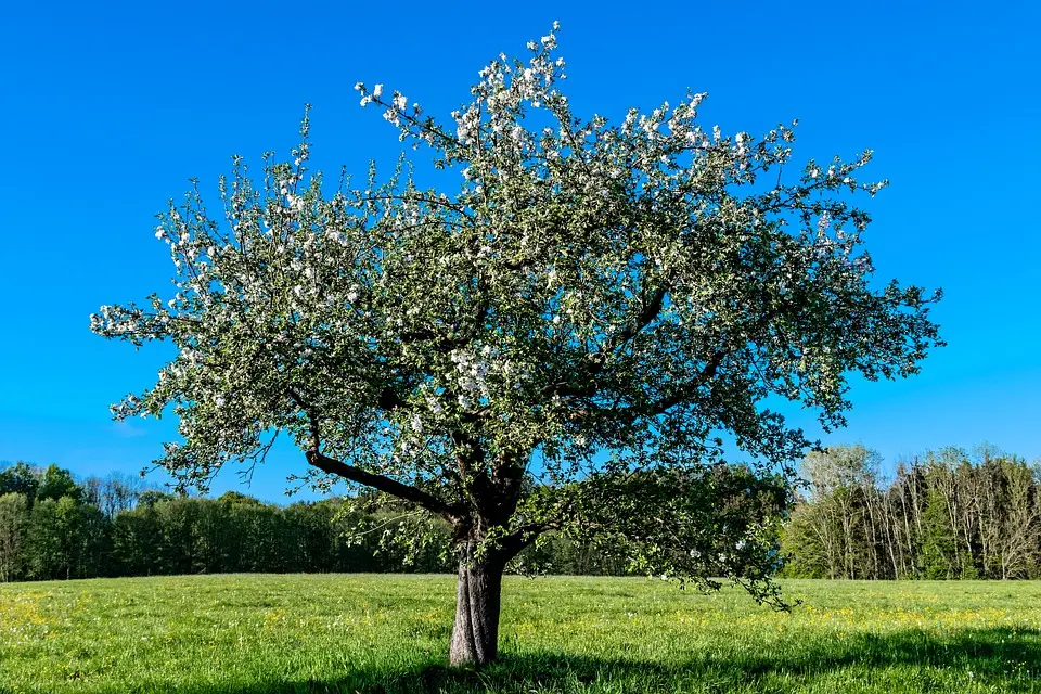 British Native Crab Apple 100/120cm (Bare root) - Image 2