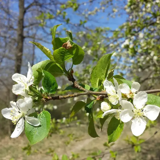 British Native Crab Apple 100/120cm (Bare root) - Image 3