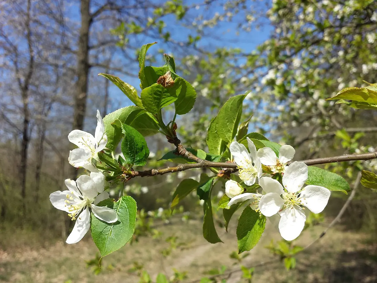 British Native Crab Apple 100/120cm (Bare root) - Image 3