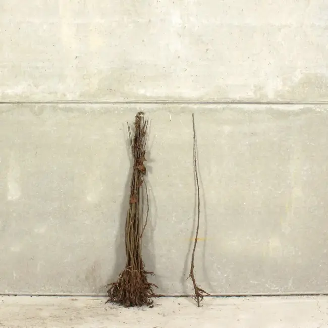 British Native Crab Apple 40/60cm (Bare root) - Image 3