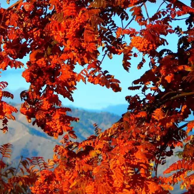 Japanese Bonsai Tree 30 Mountain Ash/Rowan Bonsai Seeds Kit - Sorbus  Aucuparia, Includes Growing Guide For Beginners Mountain Ash Rowan Bonsai  Seeds