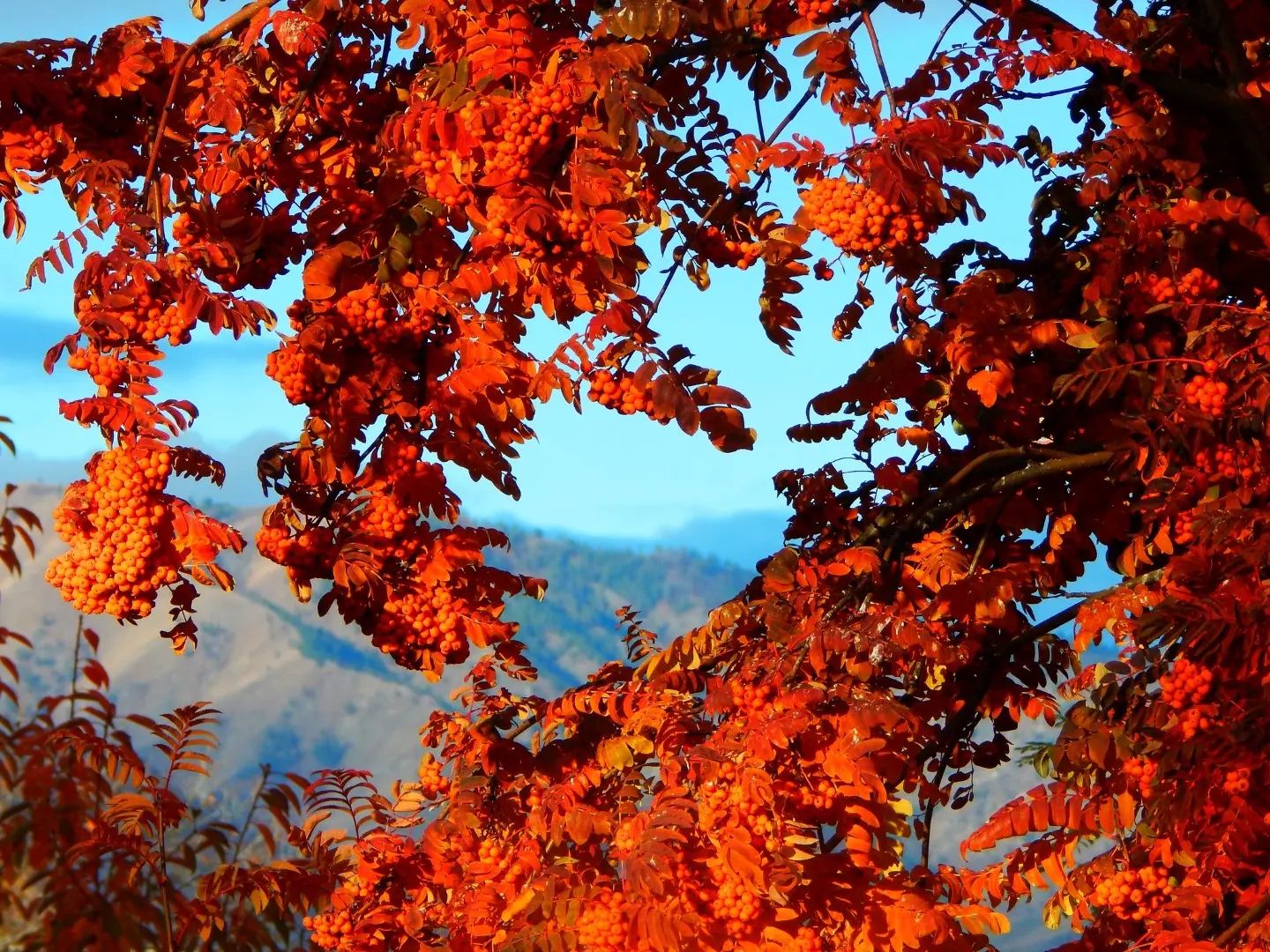 Sorbus Aucuparia Mountain Ash Rowan