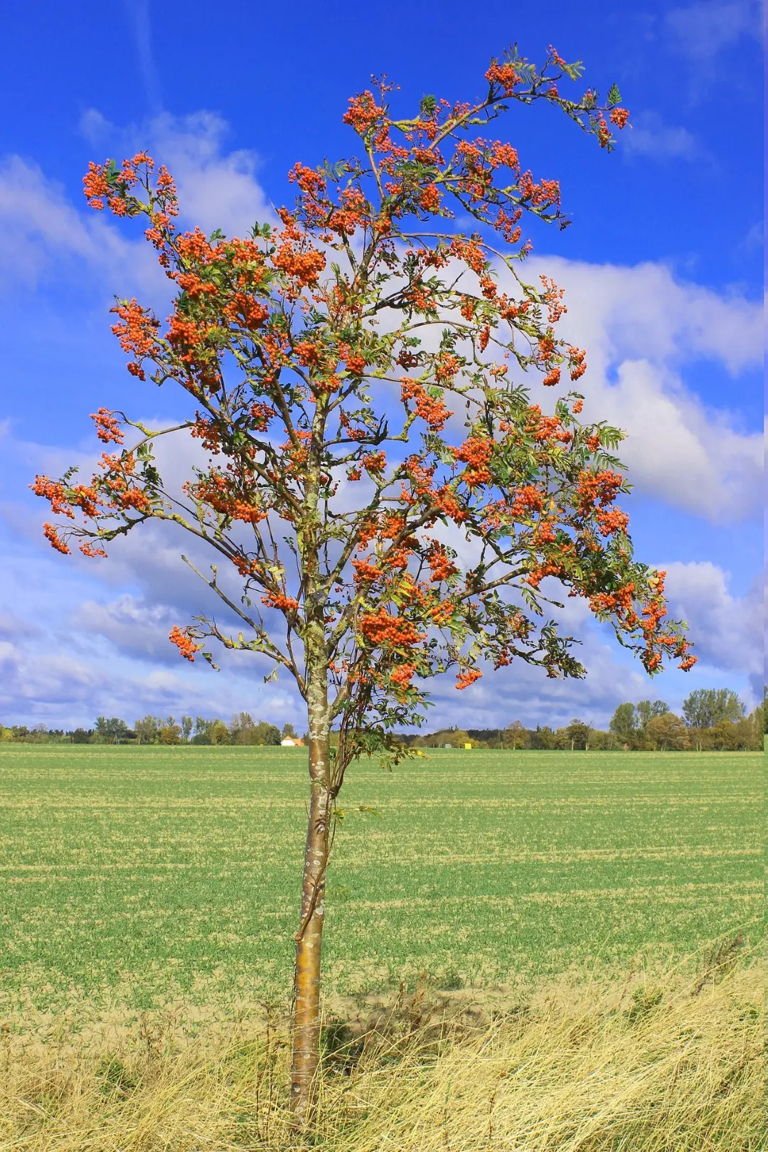 Sorbus Aucuparia Mountain Ash Rowan