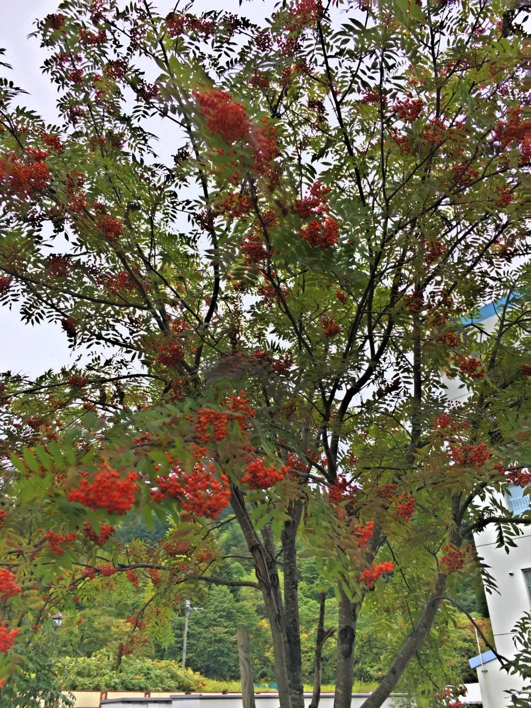 Sorbus Aucuparia Mountain Ash Rowan