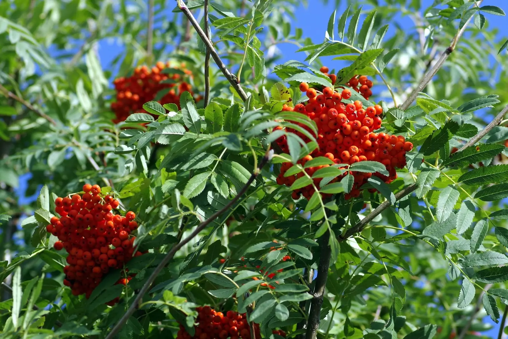 Sorbus Aucuparia Mountain Ash Rowan