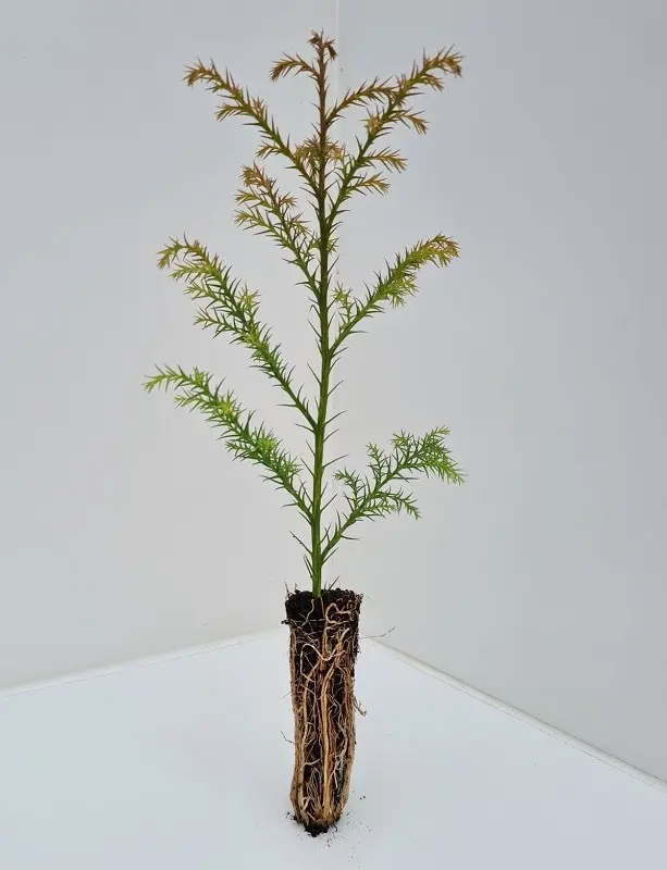 Cryptomeria japonica - Japanese Red Cedar