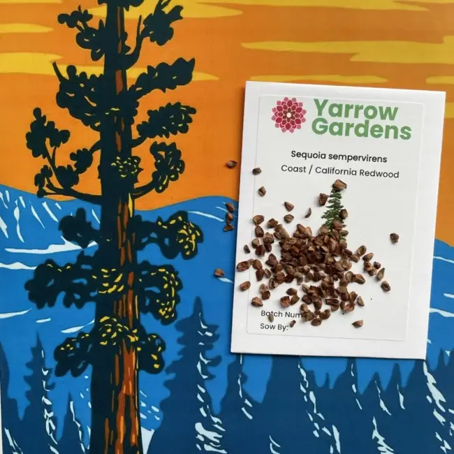 Redwood Tree Seeds Pack - Image 4