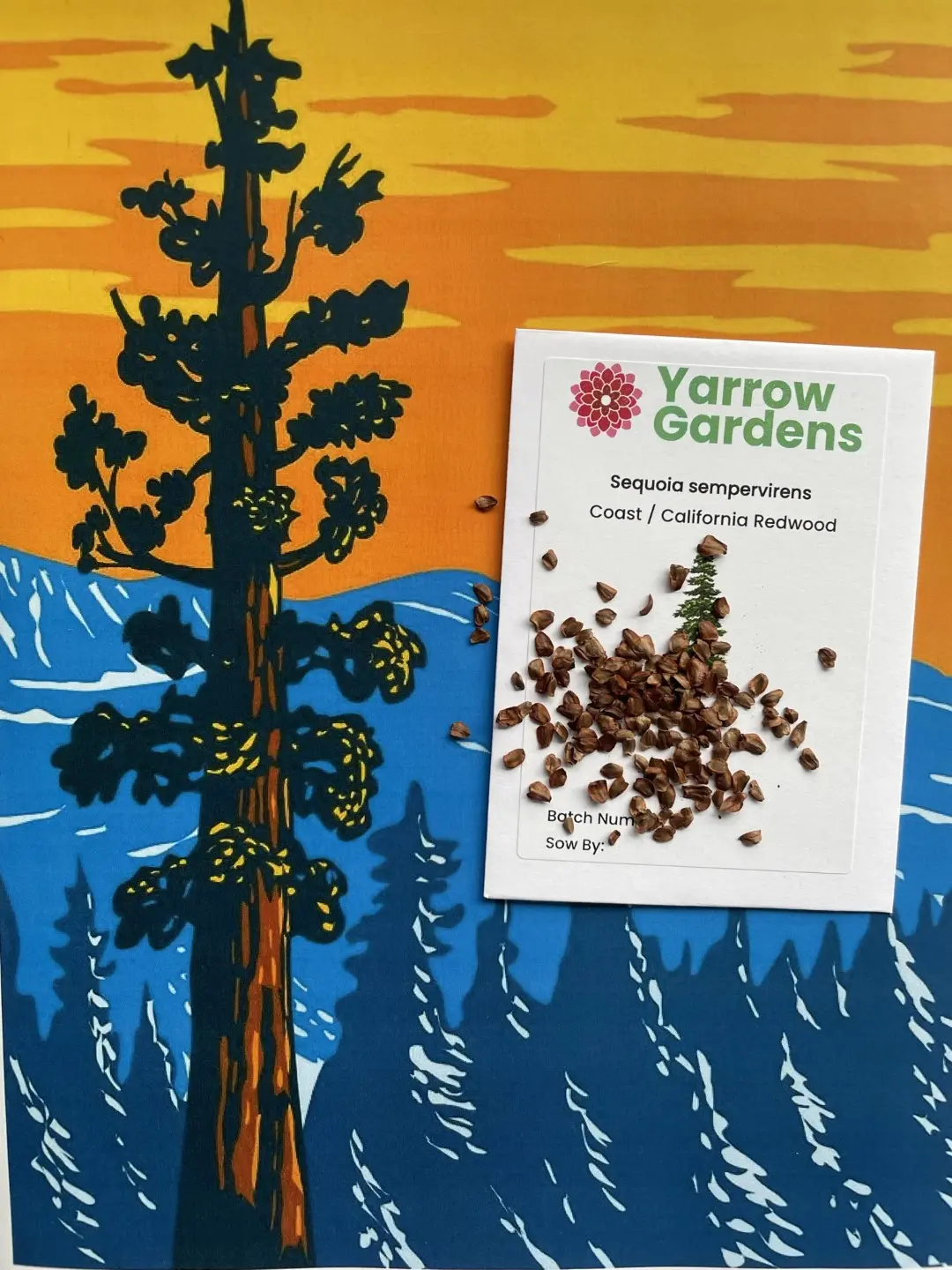 Redwood Tree Seeds Pack - Image 4