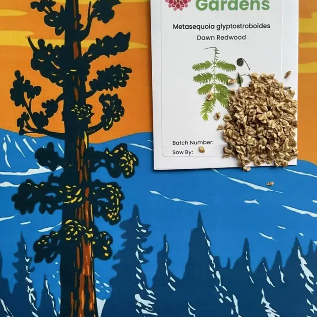 Redwood Tree Seeds Pack - Image 3
