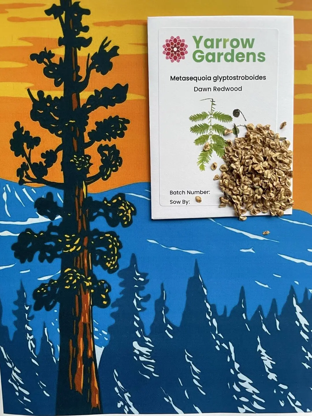 Redwood Tree Seeds Pack - Image 3