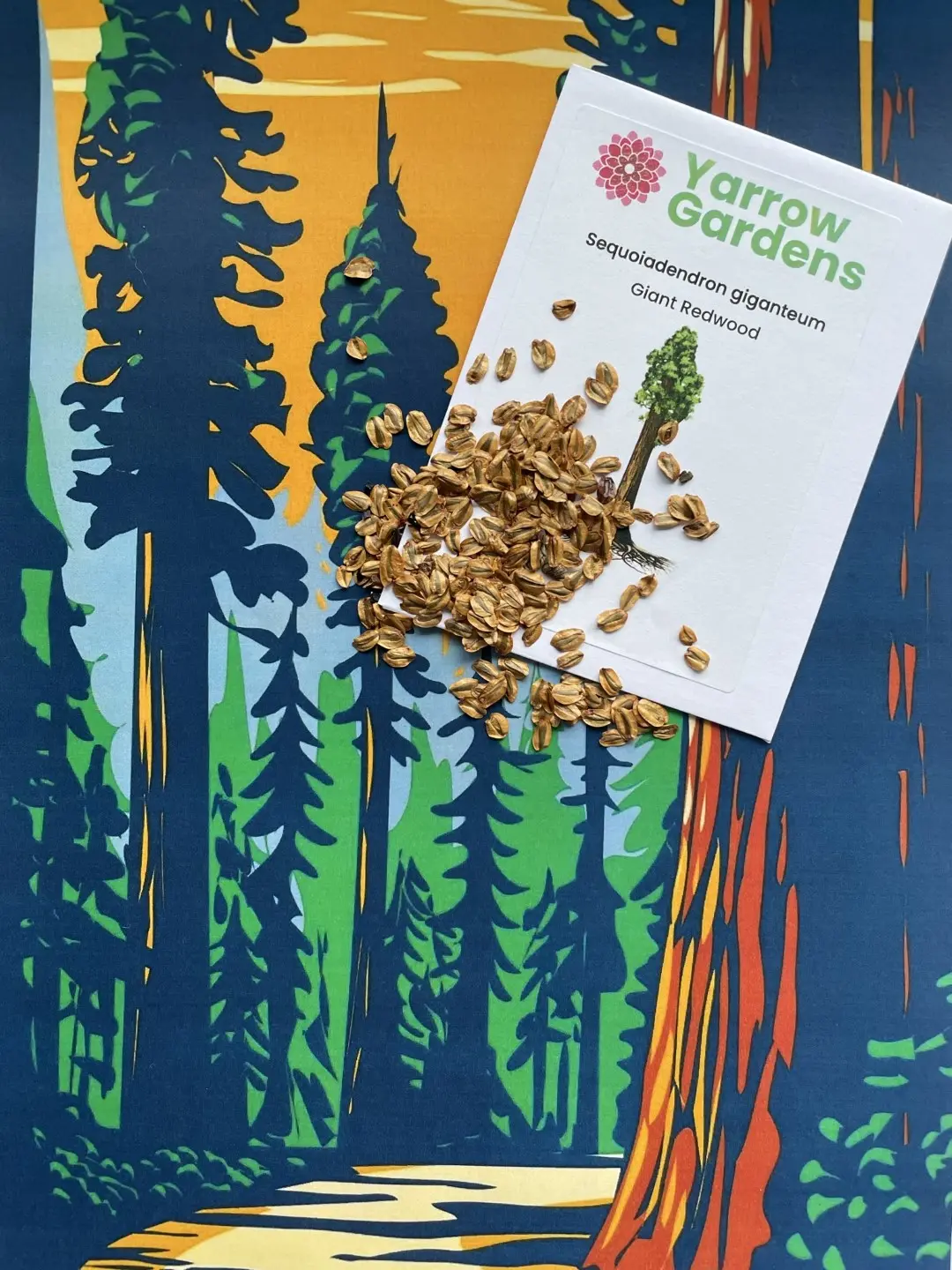 Redwood Tree Seeds Pack - Image 2