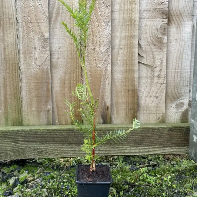 Coast Redwood Tree -Sequoia sempervirens