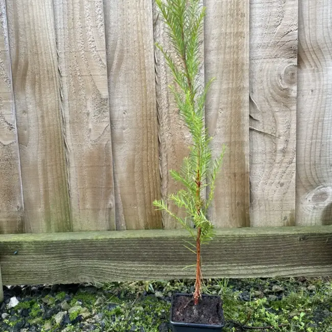 Coast Redwood Tree -Sequoia sempervirens