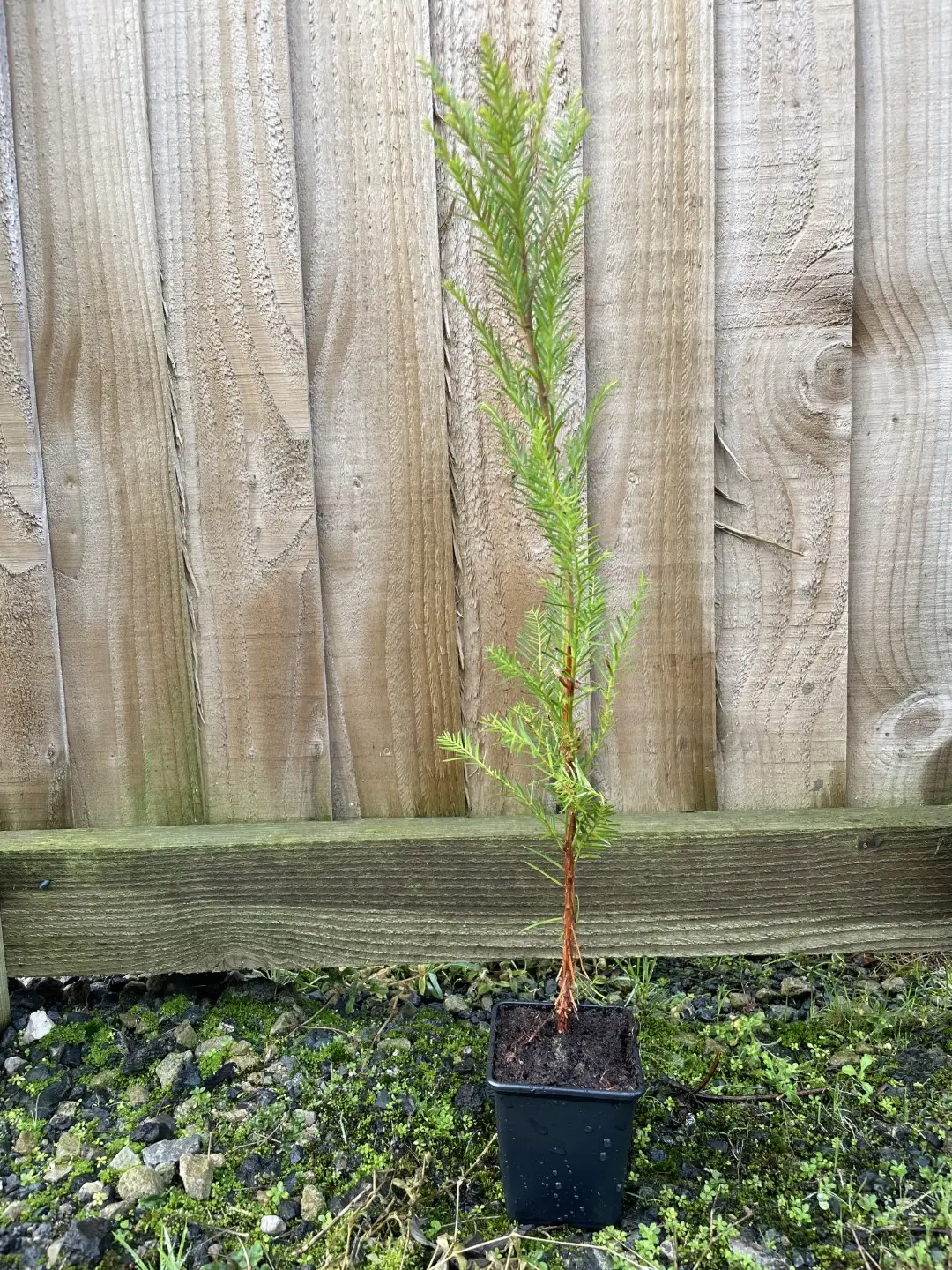Coast Redwood Tree -Sequoia sempervirens