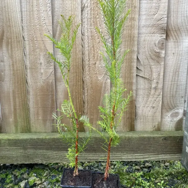 Coast Redwood Tree -Sequoia sempervirens