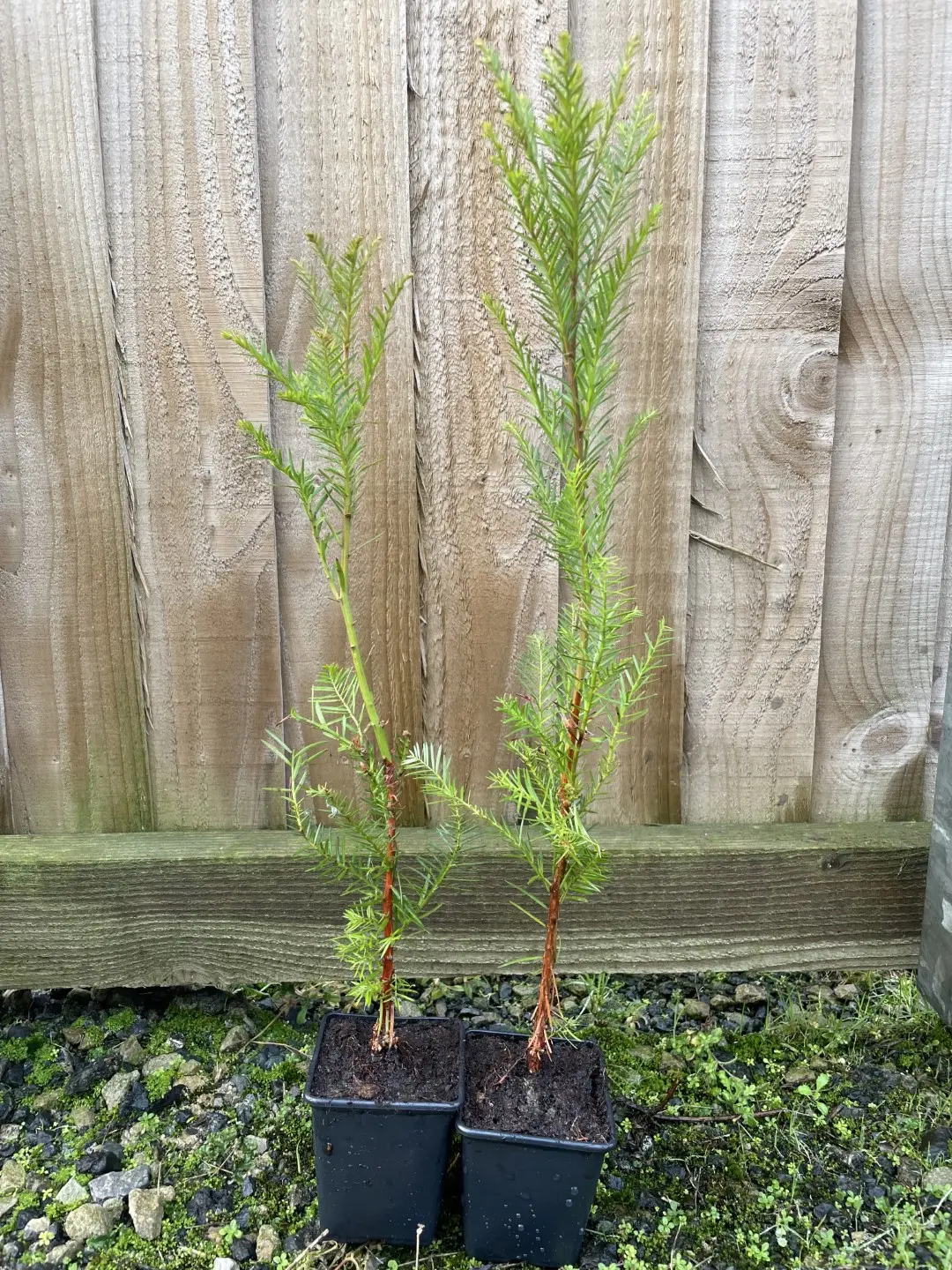 Coast Redwood Tree -Sequoia sempervirens