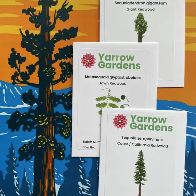 Redwood Tree Seeds Pack - Image 9