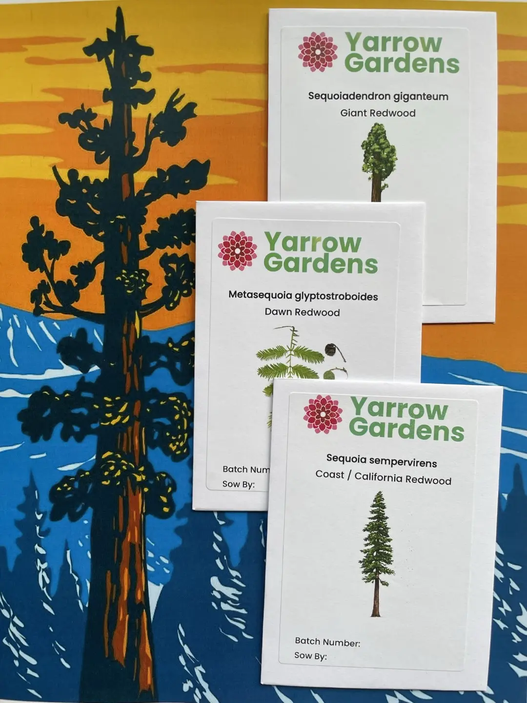 Redwood Tree Seeds Pack - Image 6