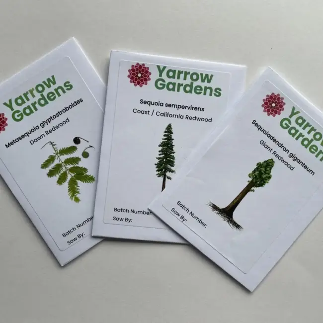 Redwood Tree Seeds Pack - Image 5