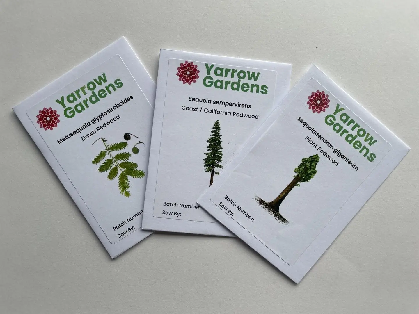 Redwood Tree Seeds Pack - Image 5