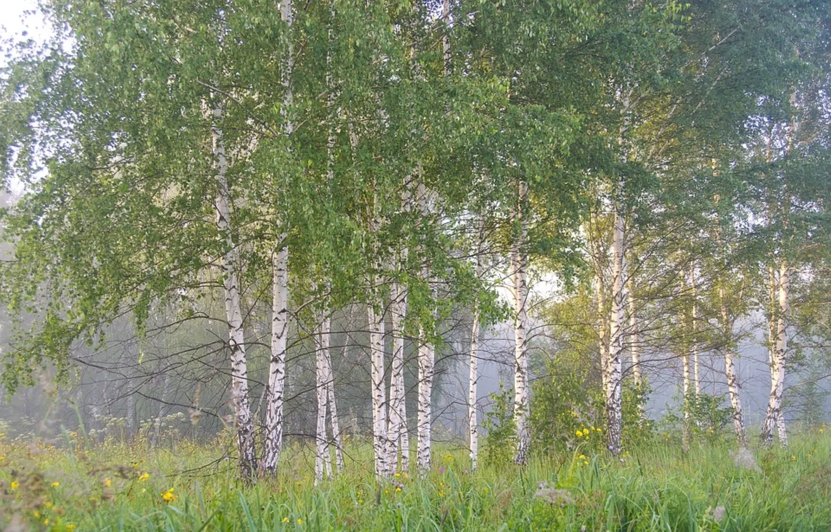 Silver Birch 60/80cm (2L) - Image 5