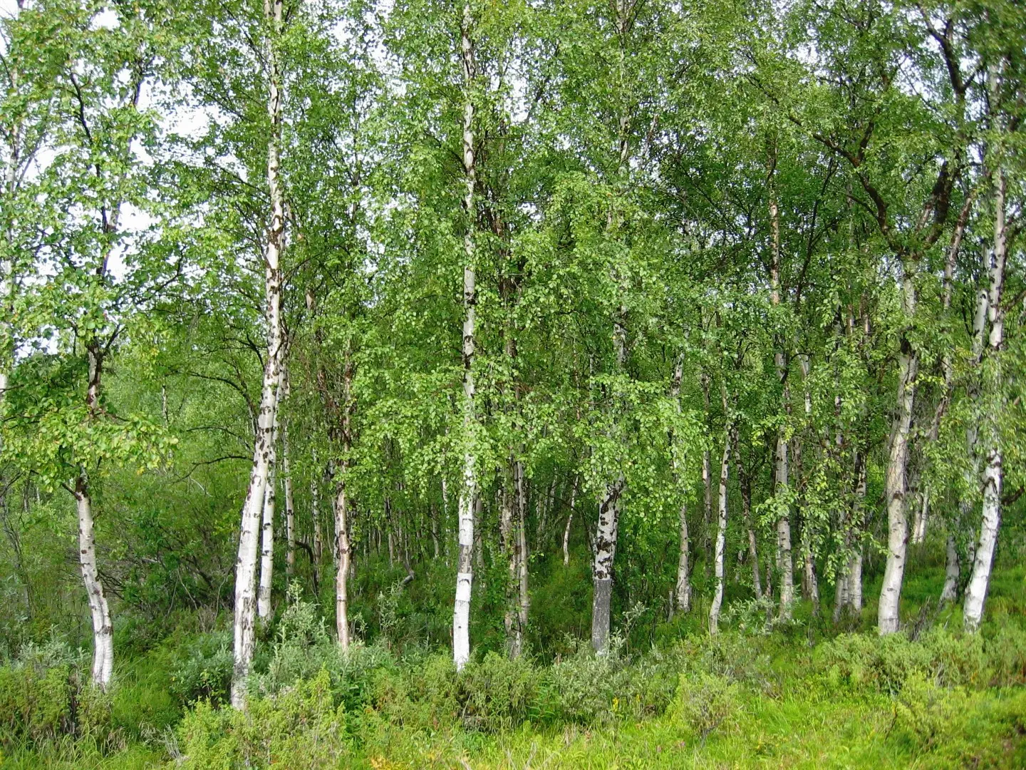 Silver Birch 20/40cm (2L) - Image 4