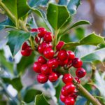 Ilex aquifolium (English Holly)