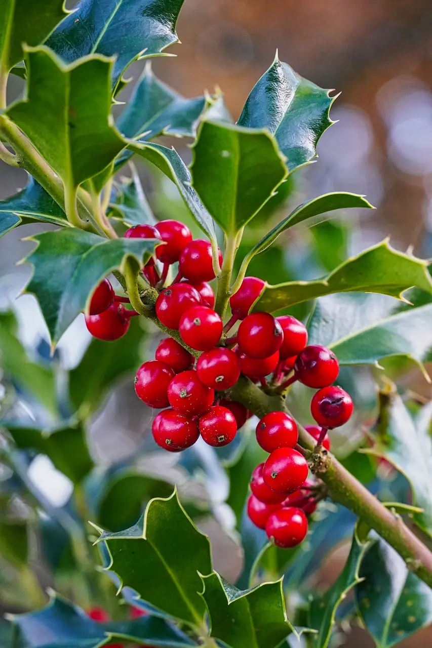 Ilex aquifolium (English Holly)
