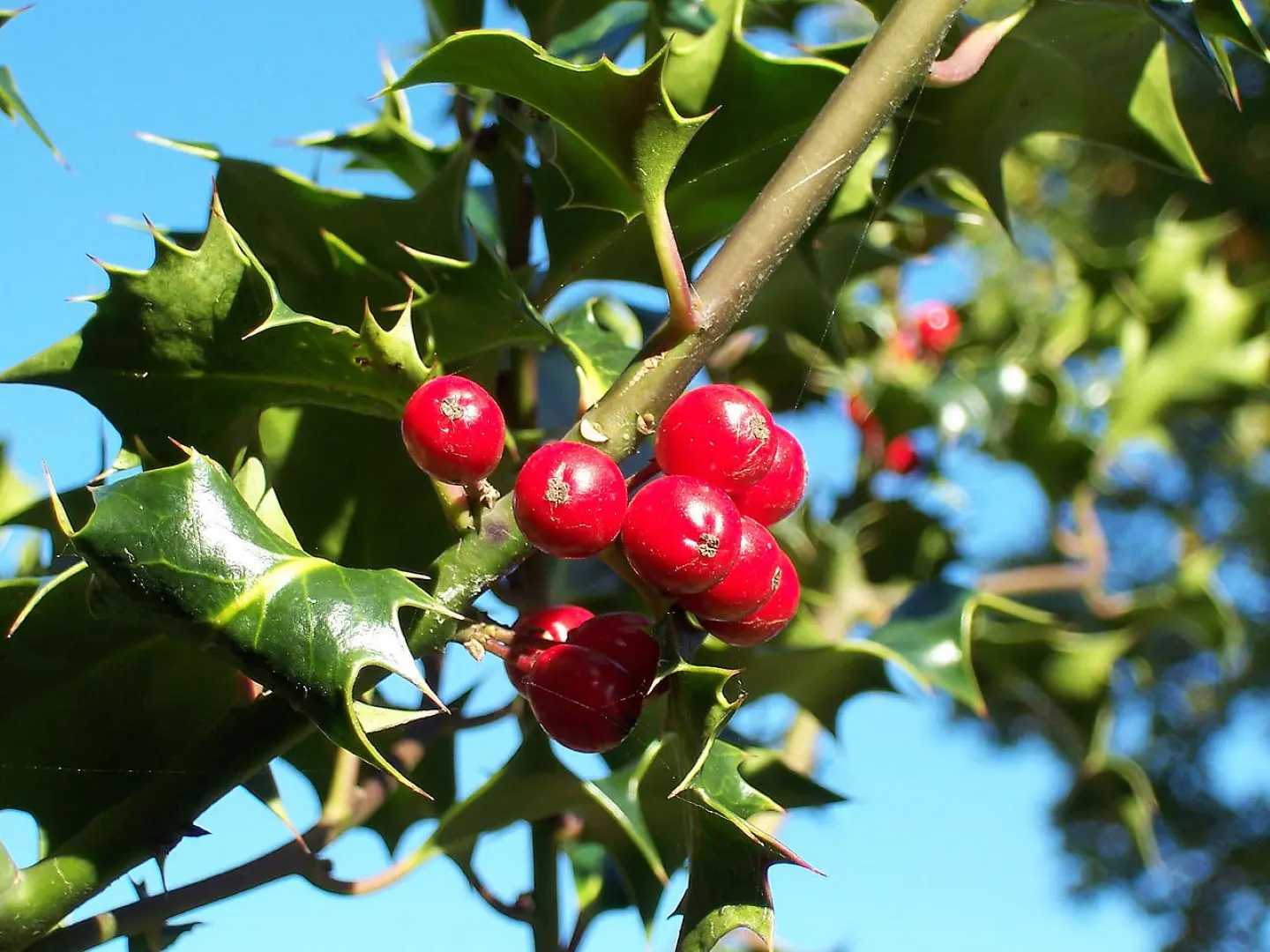 Ilex aquifolium (English Holly)