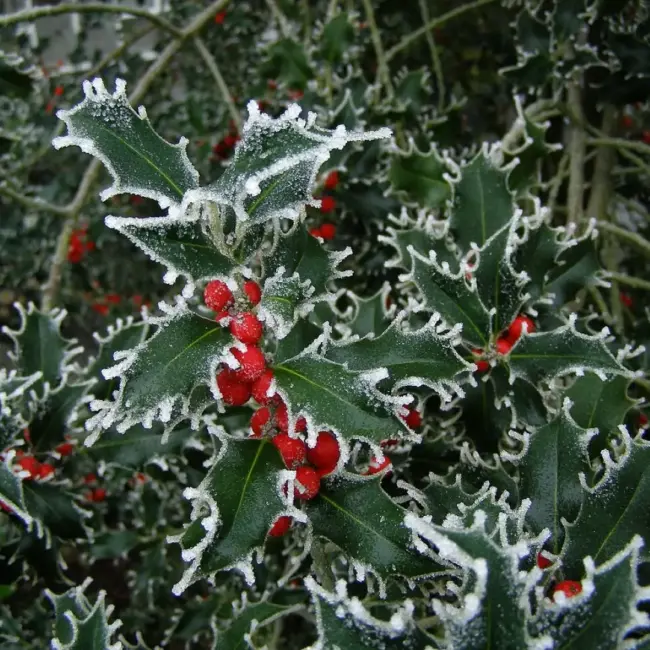 Ilex aquifolium (English Holly)