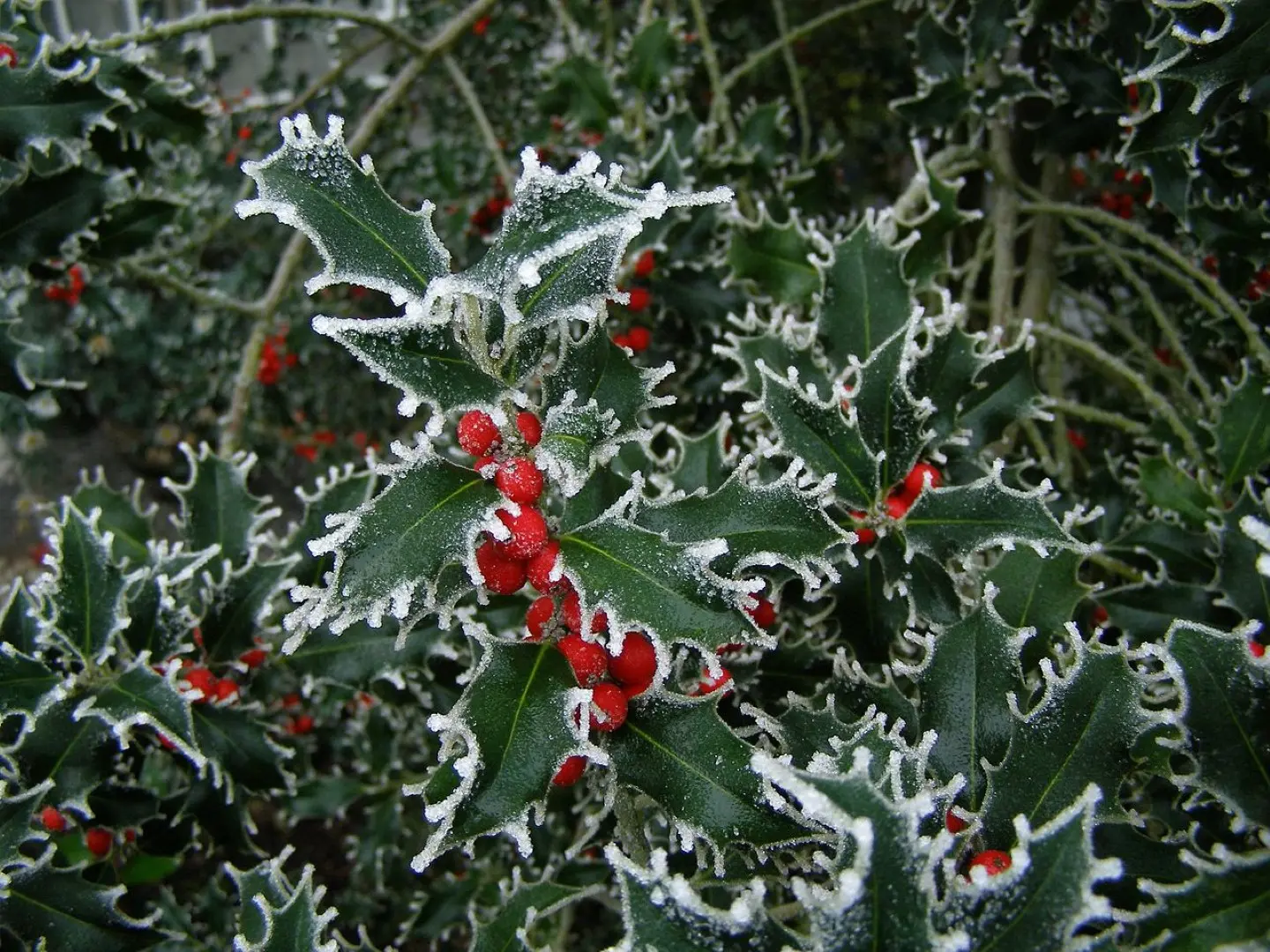 Ilex aquifolium (English Holly)