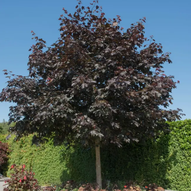 Norway Maple 'Crimson King' Tree (Standard) - Image 3