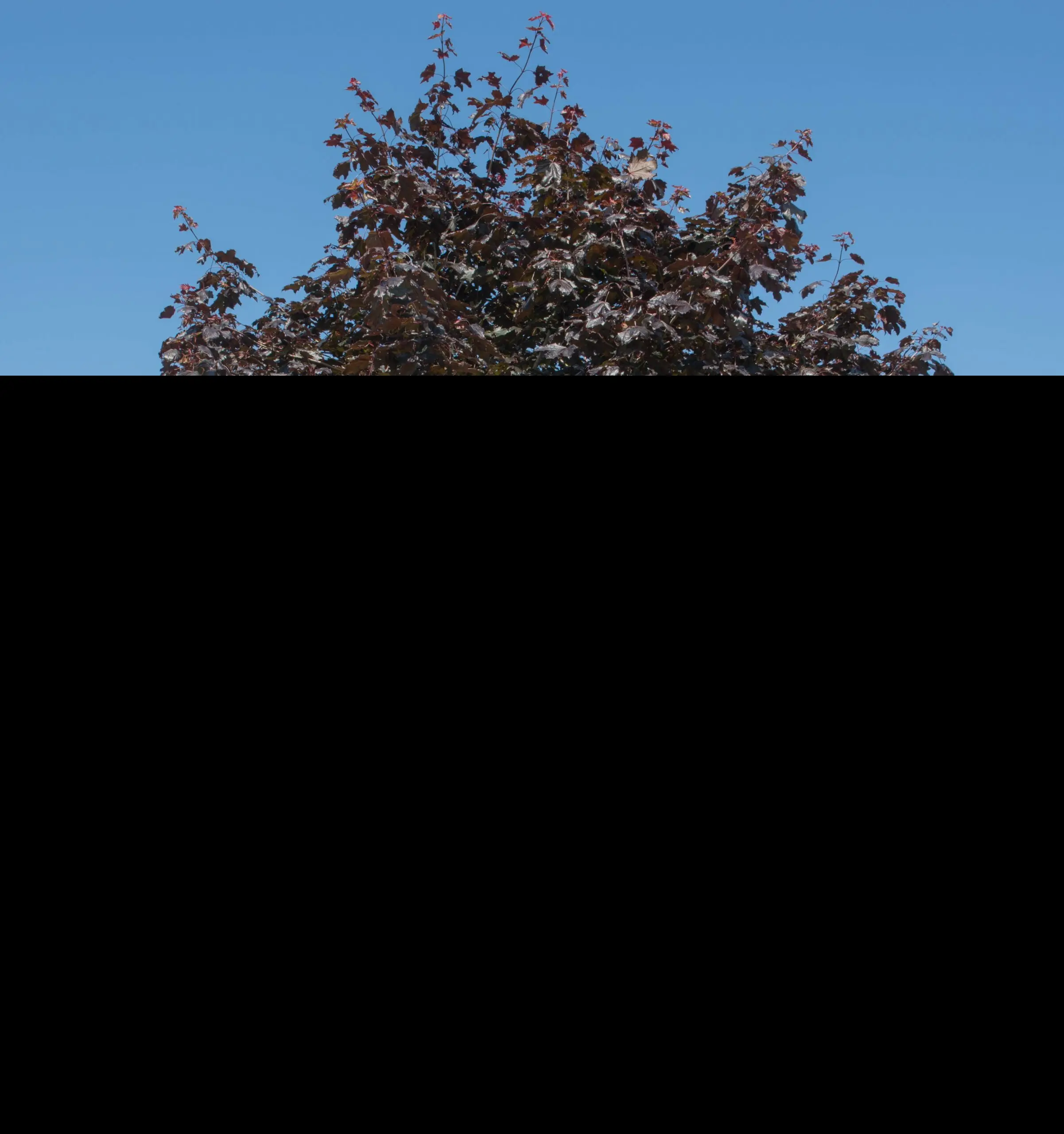 Norway Maple 'Crimson King' Tree (Standard) - Image 3