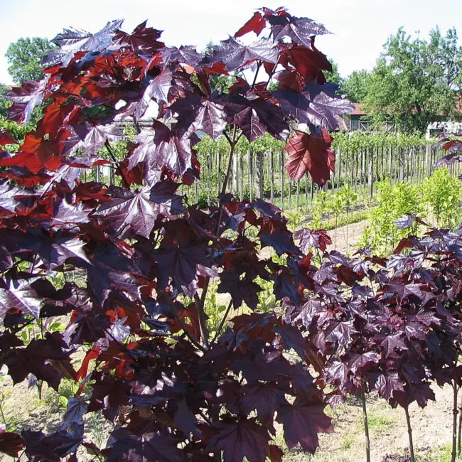 Norway Maple 'Crimson King' Tree (Standard) - Image 2