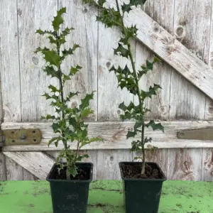 5x English Holly 15/30cm (P9)