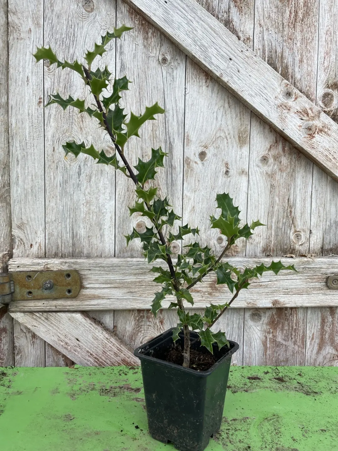10x English Holly 15/30cm (P9) - Image 2
