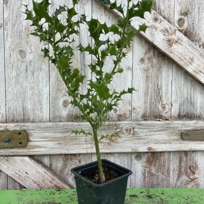 English Holly 15/30cm (P9) - Image 2